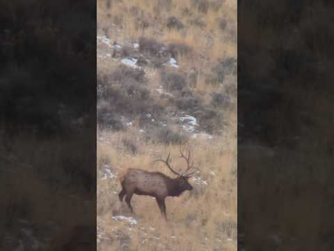 BIG Idaho BULL At 600 Yards