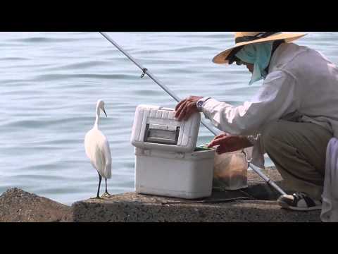 釣り人とシラサギ