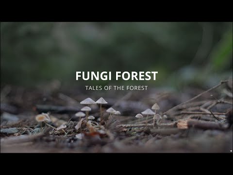 Fungi Forest | Mushroom Impressions | # 03