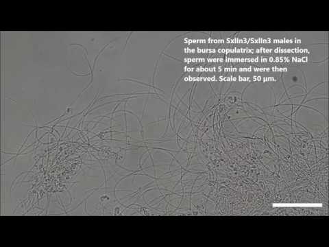 Dimorphic sperm formation by Sex-lethal