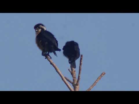 Black-thighed Falconet (Microhierax fringillarius)