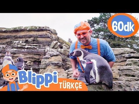 Blippi Hayvanat Bahçesinde Penguenleri Öğreniyor 🐧 Blippi Türkçe - Çocuklar için Eğitici Videolar