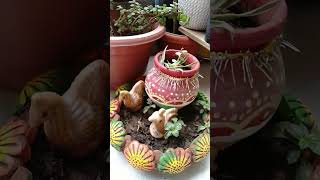 My balcony garden🌺🌹🌹#Home Decor #youtubeshorts #seasonalplants