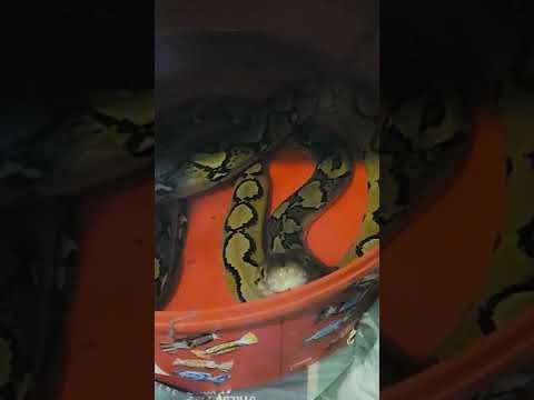 sunfire reticulated python waiting for his dinner vid up later of feeding a nice chicken 🐔