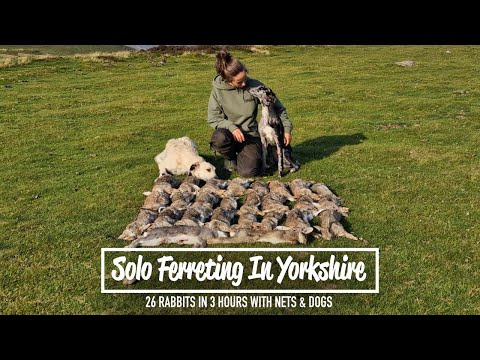 Solo Ferreting In Yorkshire - 26 rabbits In 3hrs with nets & Dogs