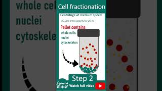 Cell fractionation explained in 1 minutes | Cell bio in 1 minute series