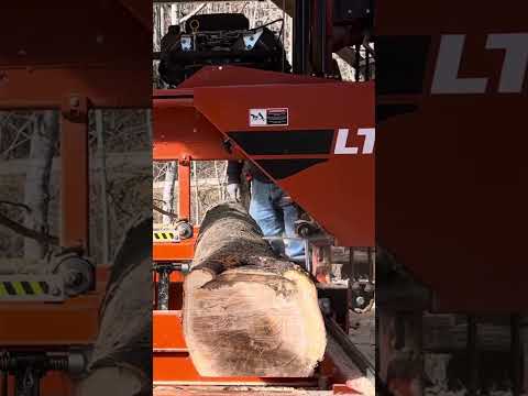 #shortvideo Sawing 2nd Slab from 3rd Birch Log #woodworking