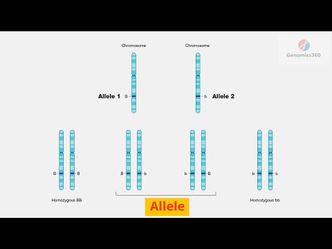 Allele