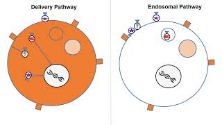 Exosomes