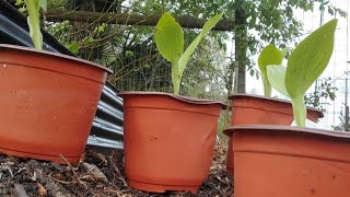 Planting Canna Lillie's grown from 6 year old seede in pits