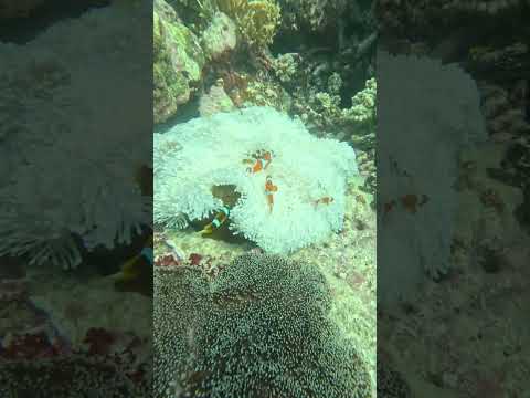 The Great Barrier Reef is such a magical place!🥹🪸🐠🤿 #greatbarrierreef #australia #cairns