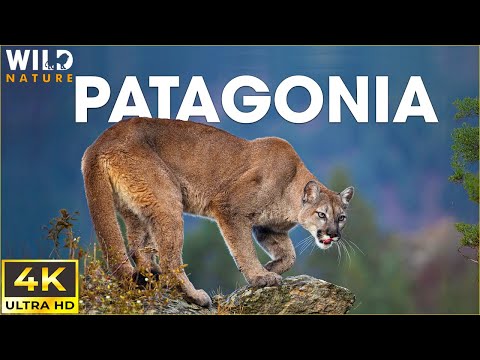 WILD PATAGONIA | The Mysteries of Earth's Last Untamed Ecosystem | Animal Documentary