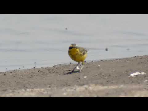 Eastern Yellow Wagtail (Motacilla tschutschensis taivana)