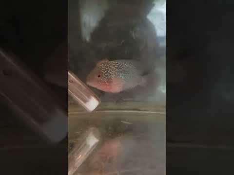 look at my baby kamfa malu royal blue flowerhorn he's doing amazing his cock growing great 👍