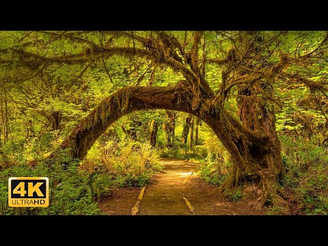 Majestic Forests Aerial 4K