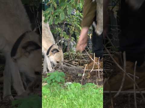 2 in 10seconds #ferreting #rabbiting #hunting #lurcher #workingdogs #rabbitexpress