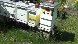 Beehive and Garden Update June 15th 2023