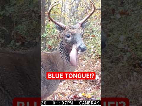 What is EHD? #bluetongue #hunting #muledeer