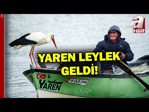 Heyecanla beklenen Yaren leylek geldi! Bu yıl 15 gün geç geldi | A Haber