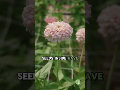 How to Save ZINNIA Seeds (Easy Seed Saving Guide)