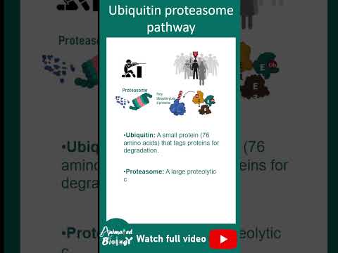 Ubiquitin Proteasome pathway explained in 1 minute