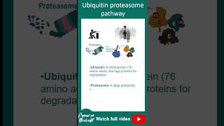 Ubiquitin Proteasome pathway explained in 1 minute