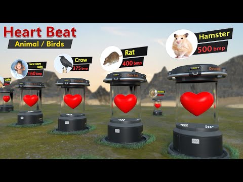 Animal Heart Beat rate comparison | Animal | Birds