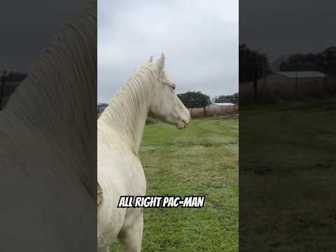 Learning new tricks. #farms #horsefan #horseshort #horseshow #ranch #horsepower #cowshort #barnyard