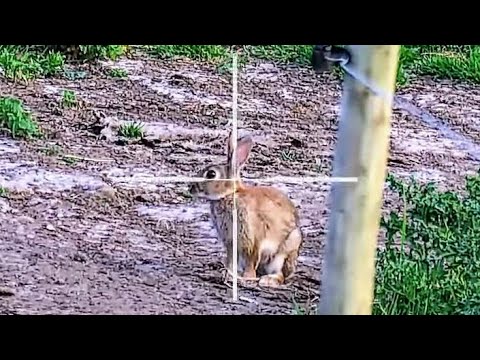 RABBIT HUNTING with a 22LR Rimfire