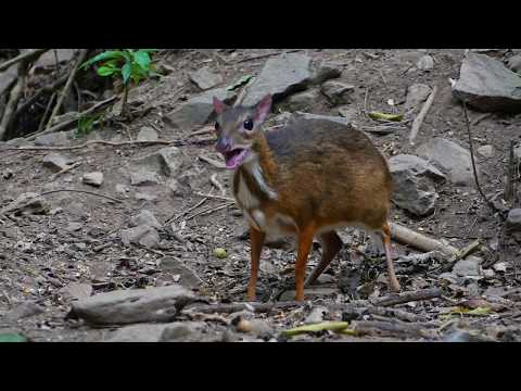 Lesser Mouse-deer (Tragolus kanchil)