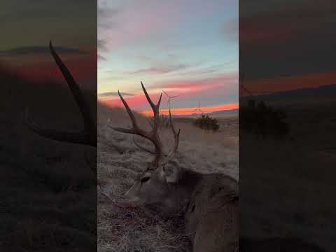 Bucks at sunset #muledeer #hunting #outdoors #bowhunting