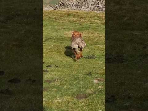 A very old video of Paige ❤️ #ferreting #vizsla