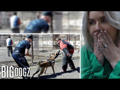 BRITS React to Training The World’s Toughest Police Dogs | BIG DOGZ