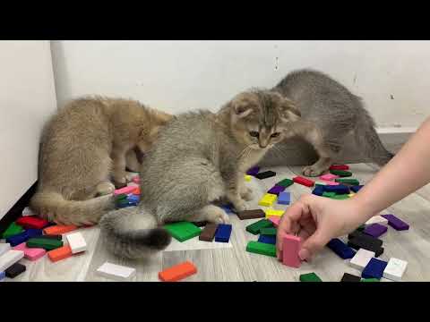 Funny and adorable cats with DOMINO