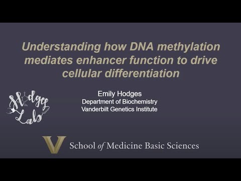 PART 2: Utilizing the 6-base genome to investigate the dynamics of enhancer DNA methylation...