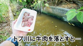 ドブ川に牛肉を落とすと…他【サバイバル全編】