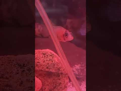 young rock kribensis  and young polar blue parrott fish