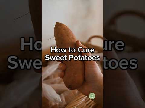 Don't forget to CURE your Sweet Potatoes!