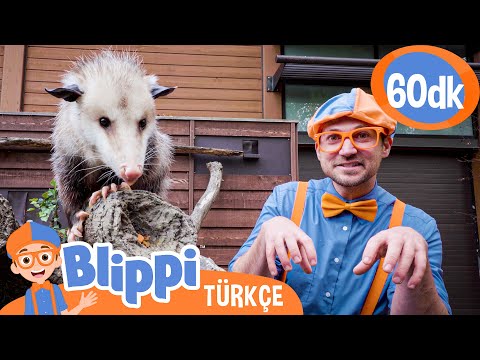 Blippi Hayvanat Bahçesine Gidiyor 🐭 Harika Hayvanları Öğrenelim 🐭 Blippi Türkçe