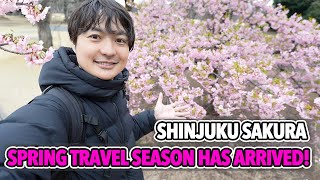 Tokyo Shinjuku Sakura Situation in 2025, Spring Travel Season Has Arrived to Japan Ep.556