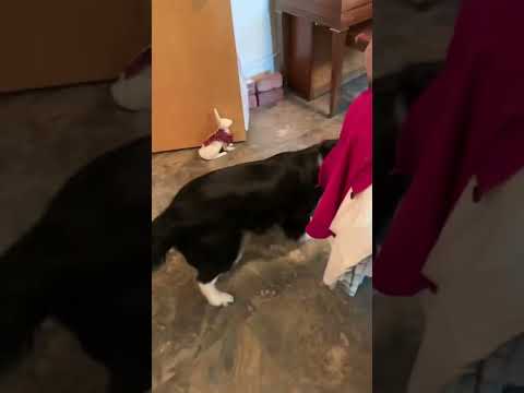 Wesley the dog plays with pretend remote control mouse