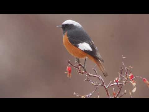 Güldenstädt's Redstart (Phoenicurus erythrogastrus)