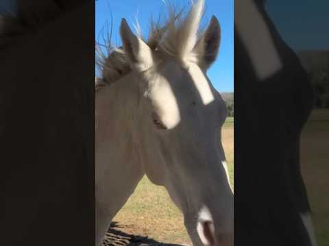 For Modeling instead of Moving out of the way. #farmchannel #ranch #horseshow #horsefan #horsey