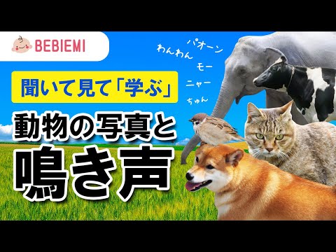 動物の写真と鳴き声が流れる♪【聞いて・見て・学ぶ】 赤ちゃん 泣き止む 笑う 喜ぶ 寝る  犬 猫 ライオン 象 鳥 可愛い カエル　馬  知育 学び baby kids animal dog cat