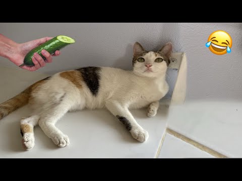 Funny Cats Videos Clips😂