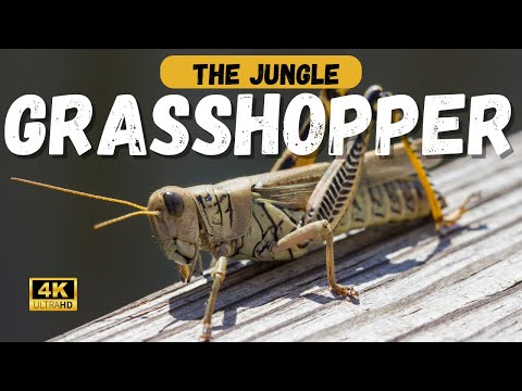 The Epic Tale of GRASSHOPPERS: A Claymation Journey