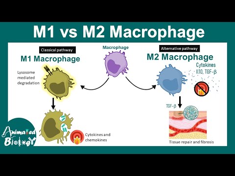 M1 vs M2 macrophage | Macrophage Subtypes | clinical importance of M1 and M2 macrophage