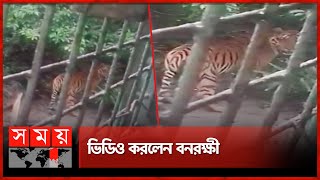 বন বিভাগের অফিসে আবারও বাঘ! | Sundarbans Tiger | Forest Guard | Forest Department | Bagerhat