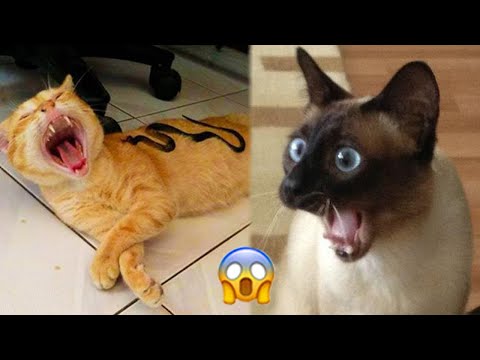 Trending Funny Animals 😅 Funniest Cats and Dogs 😻🐶 Part 12