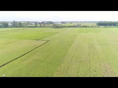 Footage Flycam Paddy Fields #flycamPaddyFields #nocopyright #footagefree